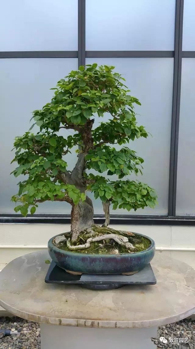走进美国植物园盆景，欣赏百年精品之作