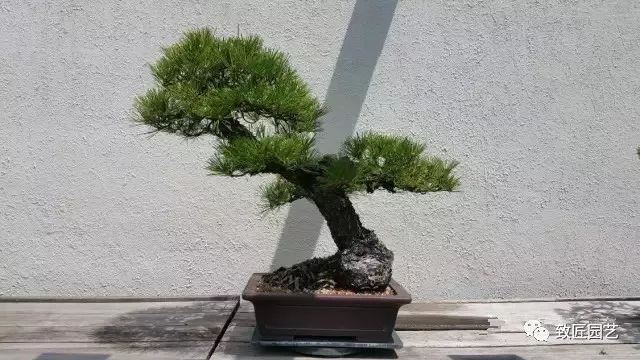 走进美国植物园盆景，欣赏百年精品之作