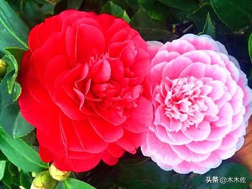 茶花中的珍品——赤丹