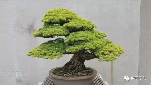 走进美国植物园盆景，欣赏百年精品之作