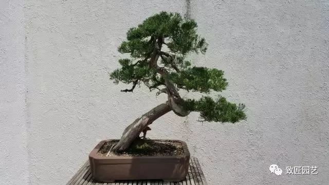 走进美国植物园盆景，欣赏百年精品之作