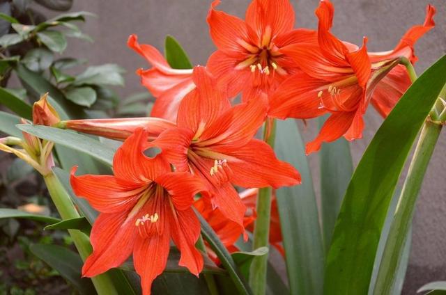 红白粉花色多，冬天养一株“朱顶红”，好养又能美化环境