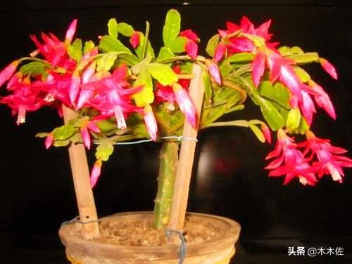 应该如何选择蟹爪兰、仙人指、假昙花、令箭荷花、落花之舞栽种