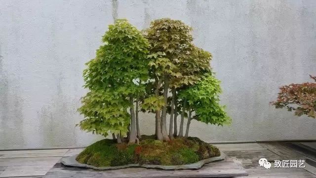 走进美国植物园盆景，欣赏百年精品之作