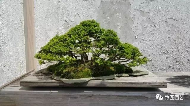 走进美国植物园盆景，欣赏百年精品之作