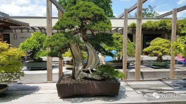 走进美国植物园盆景，欣赏百年精品之作