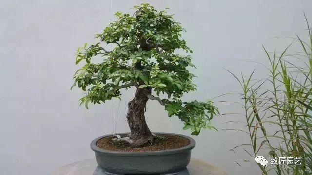 走进美国植物园盆景，欣赏百年精品之作
