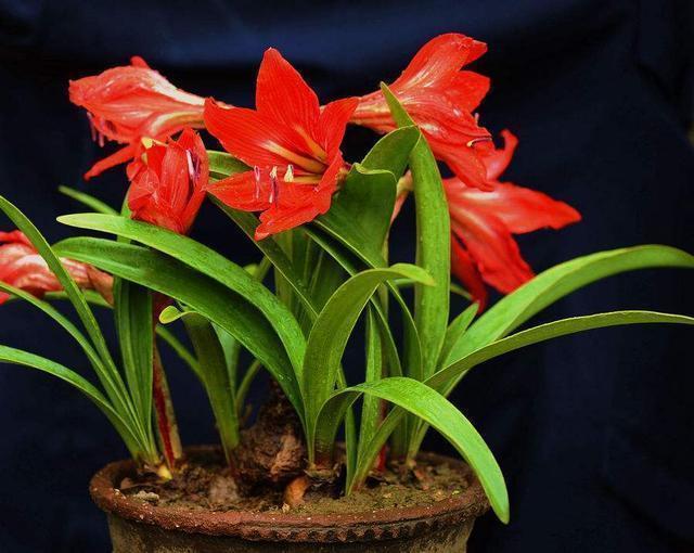 红白粉花色多，冬天养一株“朱顶红”，好养又能美化环境