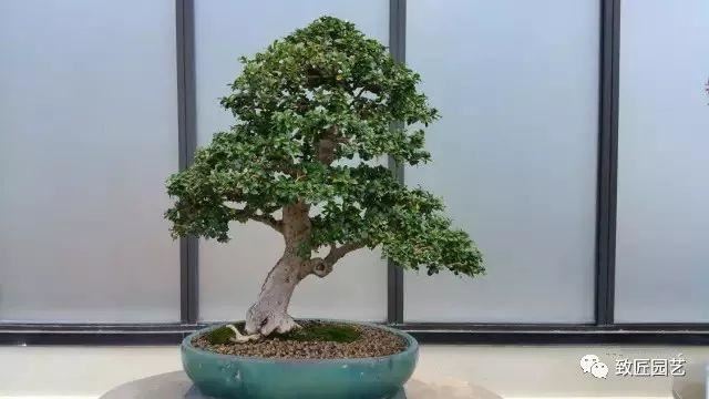 走进美国植物园盆景，欣赏百年精品之作