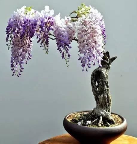 紫藤：开花时如紫色瀑布般震撼