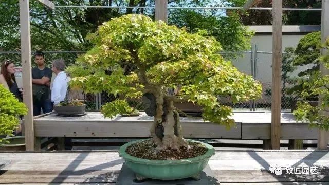 走进美国植物园盆景，欣赏百年精品之作