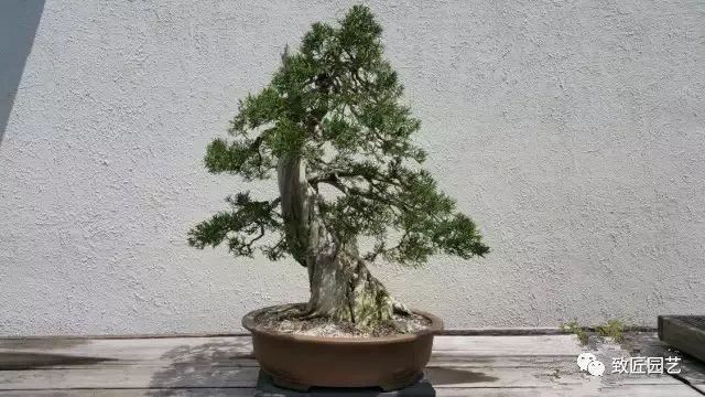走进美国植物园盆景，欣赏百年精品之作