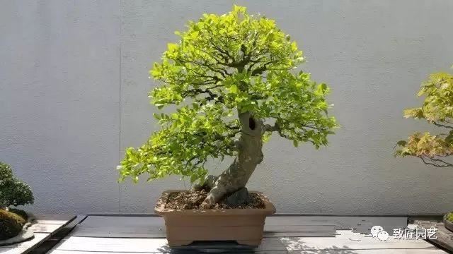 走进美国植物园盆景，欣赏百年精品之作
