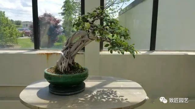 走进美国植物园盆景，欣赏百年精品之作