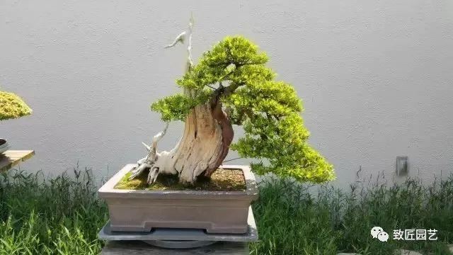 走进美国植物园盆景，欣赏百年精品之作