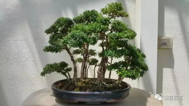 走进美国植物园盆景，欣赏百年精品之作
