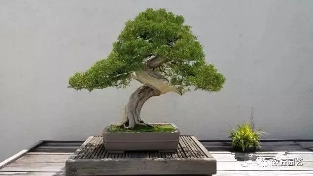 走进美国植物园盆景，欣赏百年精品之作