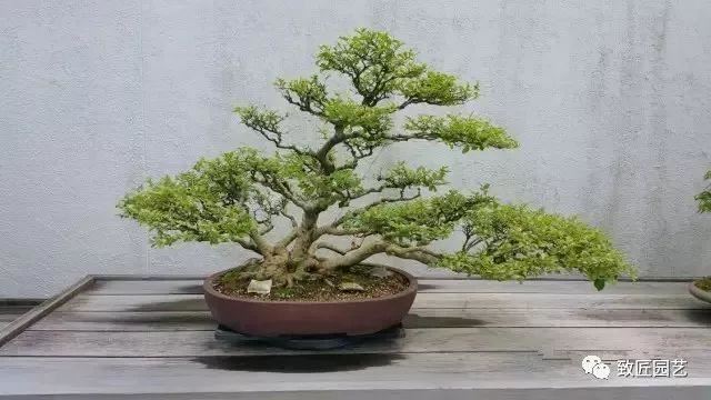 走进美国植物园盆景，欣赏百年精品之作