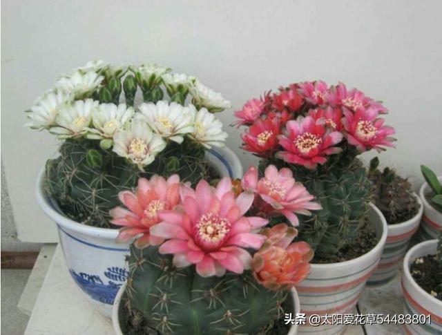 绯花玉冬天怎么养护才能安全越冬呢？
