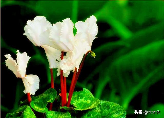 花形别致的仙客来
