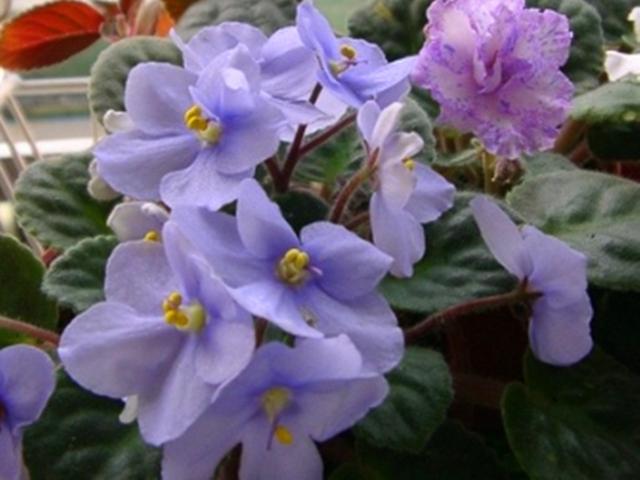 室内花草女王非洲堇，为什么冬天突然停止开花？是这5点没做好