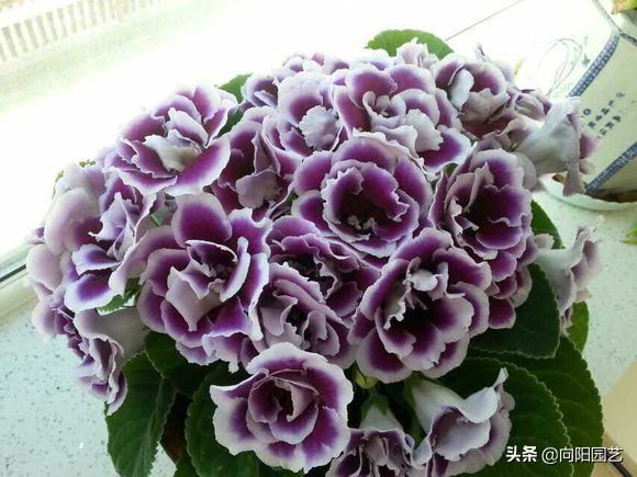 花中的“紫霞仙子”，开花巴掌大，轻松开爆盆，花期能开200天