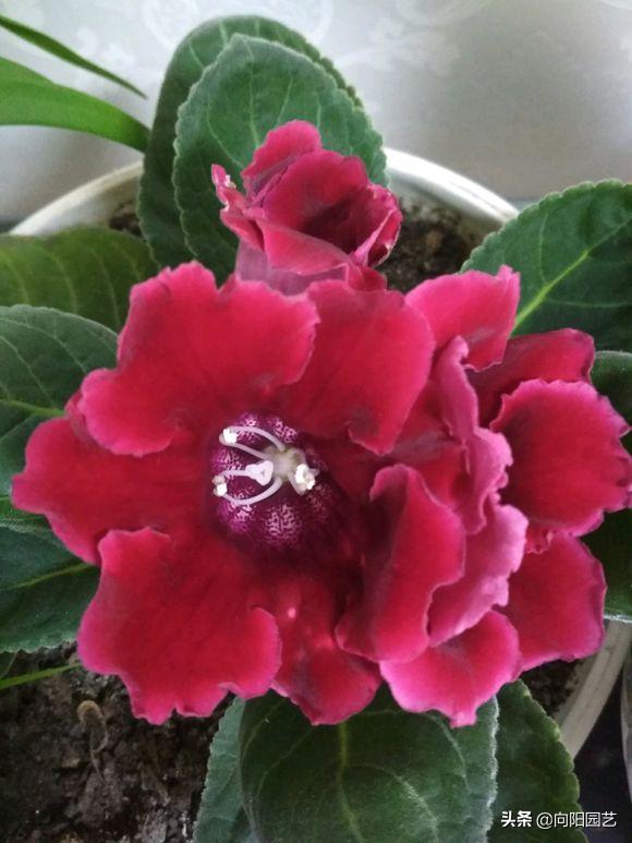 花中的“紫霞仙子”，开花巴掌大，轻松开爆盆，花期能开200天