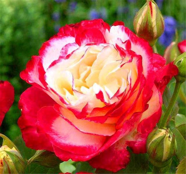 月季红双喜，养护简单开花多，只要“4招”，1年开花10个月