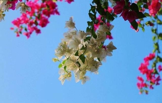 三角梅不是梅，花瓣和叶子长得像，开花繁多花色亮眼