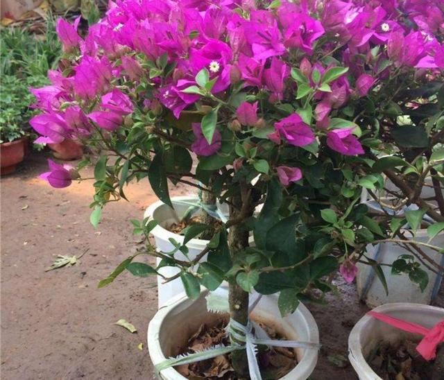 三角梅不是梅，花瓣和叶子长得像，开花繁多花色亮眼