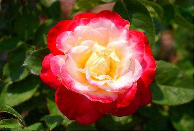 月季红双喜，养护简单开花多，只要“4招”，1年开花10个月
