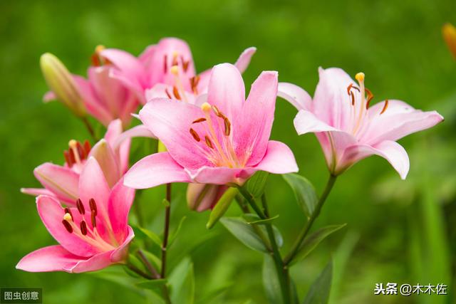 百合花如何繁殖及养护，花谢后如何养球来年才能开到爆盆