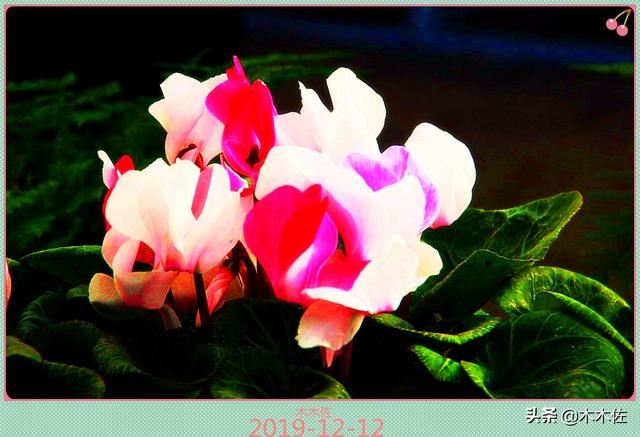 花形别致的仙客来