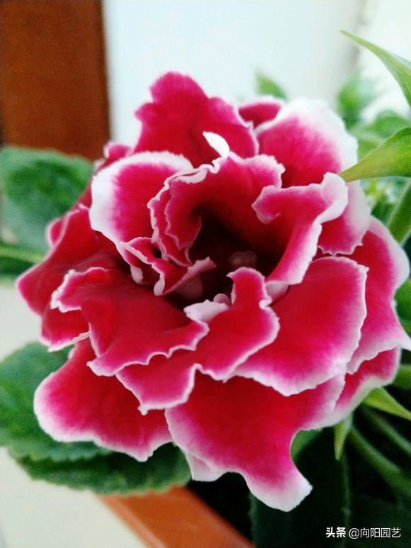 花中的“紫霞仙子”，开花巴掌大，轻松开爆盆，花期能开200天