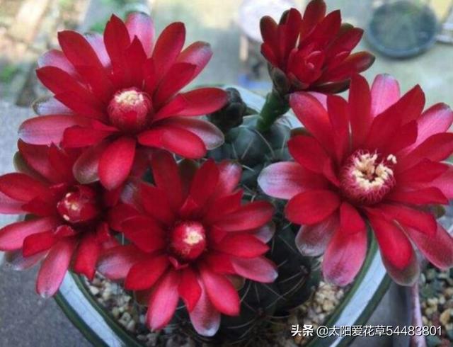 绯花玉冬天怎么养护才能安全越冬呢？