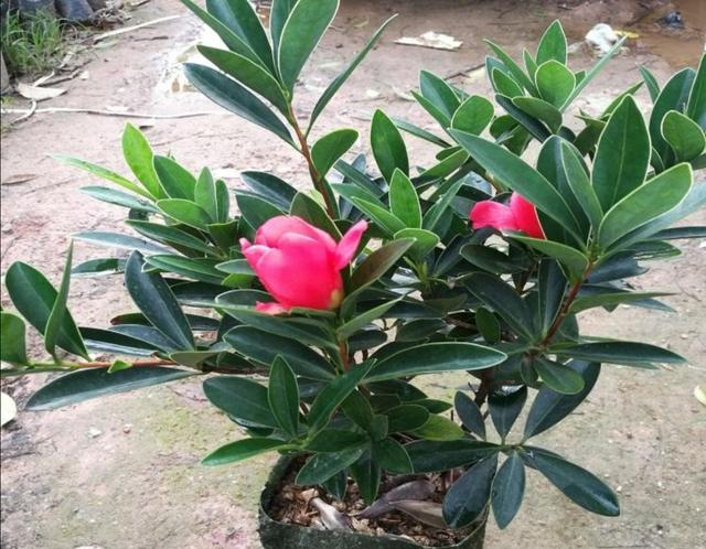养四季杜鹃山茶花，满足4个要求，长得茂盛，开花美艳