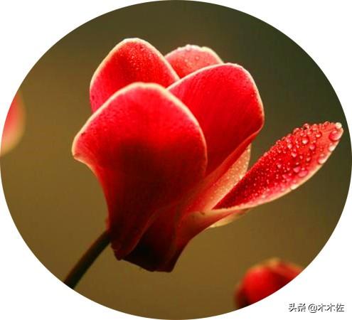 花形别致的仙客来