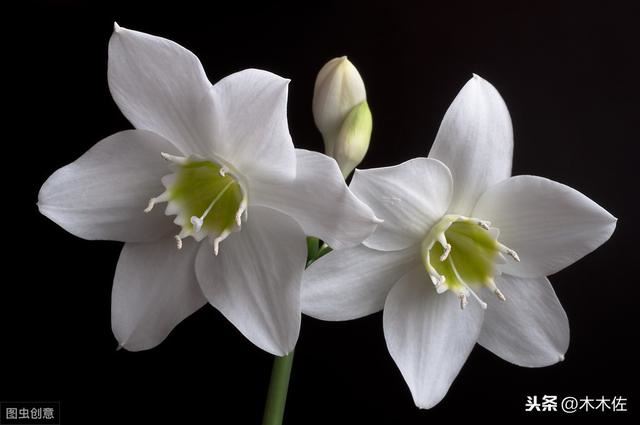百合花如何繁殖及养护，花谢后如何养球来年才能开到爆盆