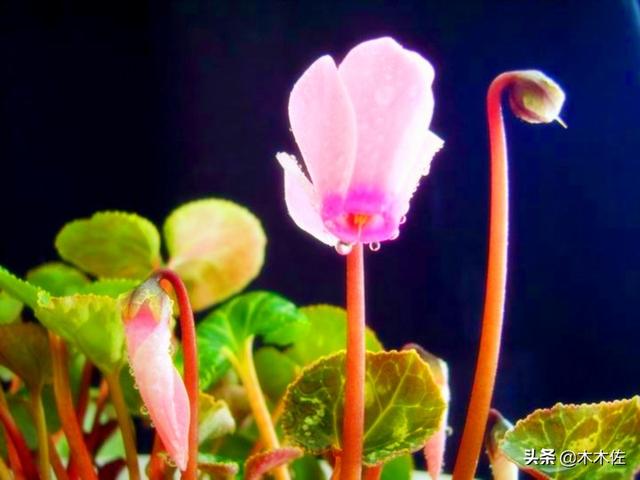 花形别致的仙客来