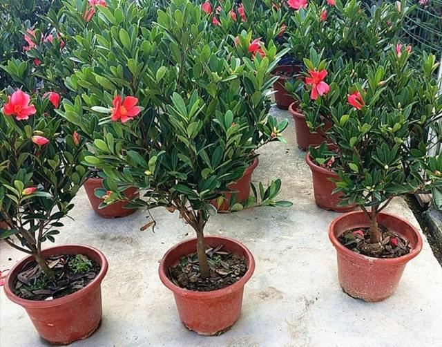 养四季杜鹃山茶花，满足4个要求，长得茂盛，开花美艳