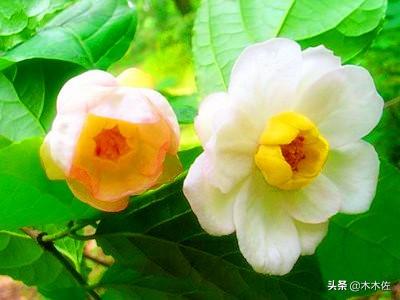 中国特有的珍稀野生花卉夏腊梅