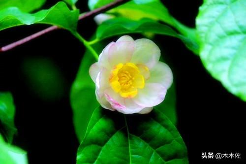 中国特有的珍稀野生花卉夏腊梅