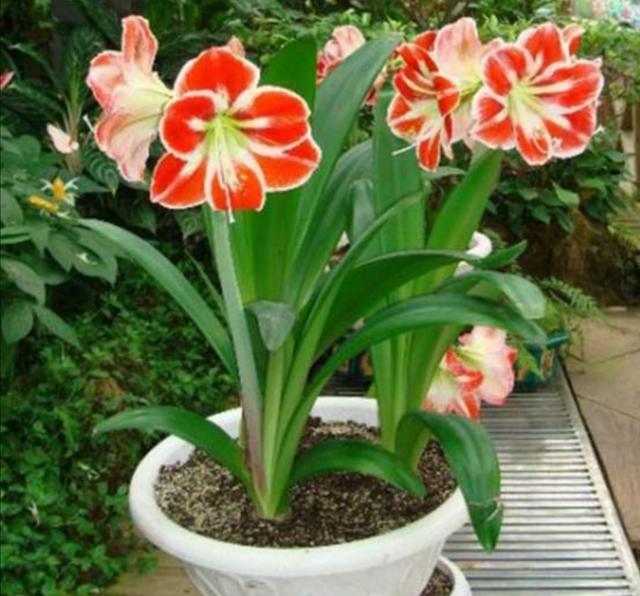 养朱顶红，掌握好几个“要点”，开花多，花色更鲜艳