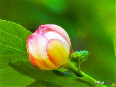 中国特有的珍稀野生花卉夏腊梅