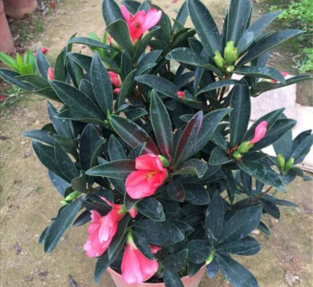 养四季杜鹃山茶花，满足4个要求，长得茂盛，开花美艳