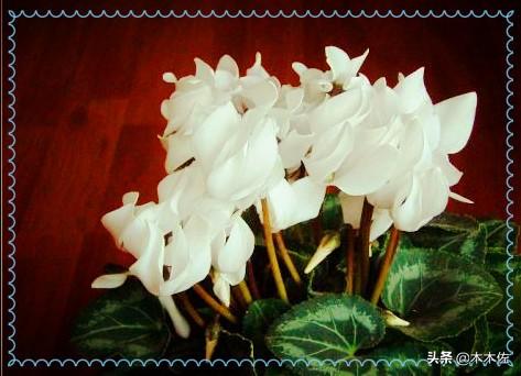 花形别致的仙客来