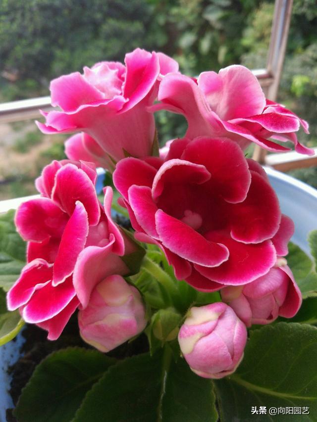 花中的“紫霞仙子”，开花巴掌大，轻松开爆盆，花期能开200天
