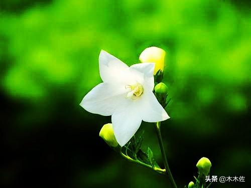 宁静高雅娇而不艳的桔梗花