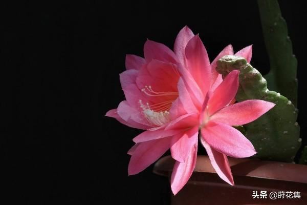 令箭荷花易繁殖好养，花朵美丽鲜艳，姿态奇异高雅，阳台点缀佳品