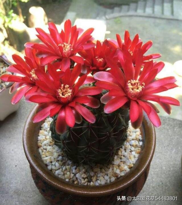 绯花玉冬天怎么养护才能安全越冬呢？